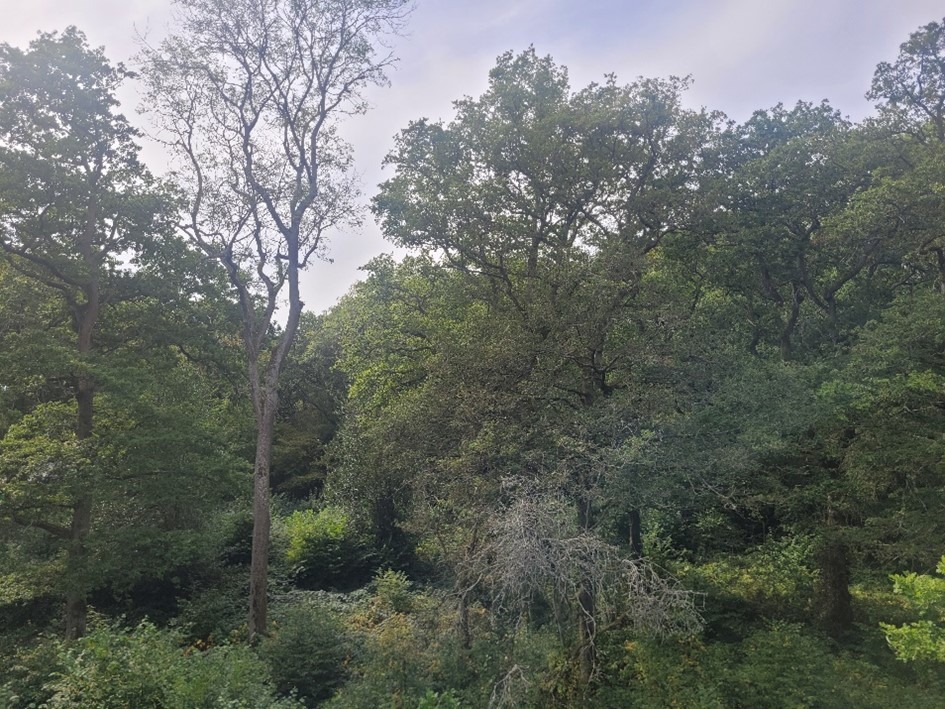 View of the forest from the raised pod in the tree canopy. 