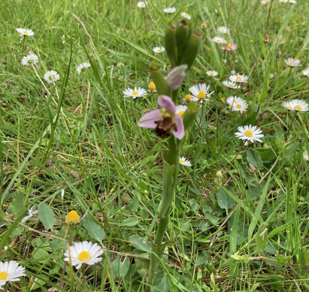 Photo of a wildflower surrounded by daisies.  