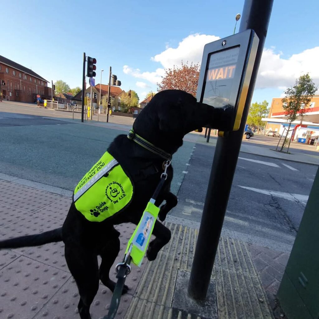 Assistance dog Rowley, who is a black Labrador. pressing the button on a 
pedestrian crossing with his nose. 