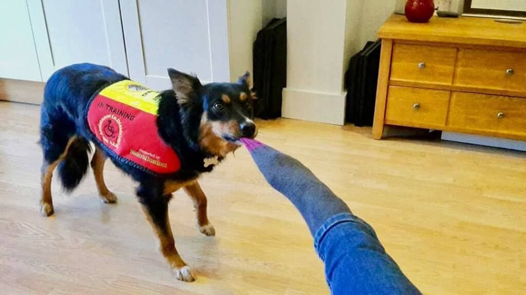 Assistance dog Ruby, who is a Tri-Colour Border Collie cross Australian Kelpie pulling off a sock. 