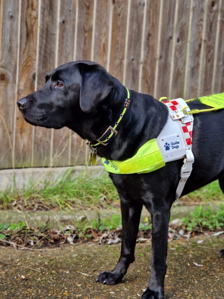 Assistance dog Rowley, who is a black Labrador wearing a  Guide Dogs harness.  
