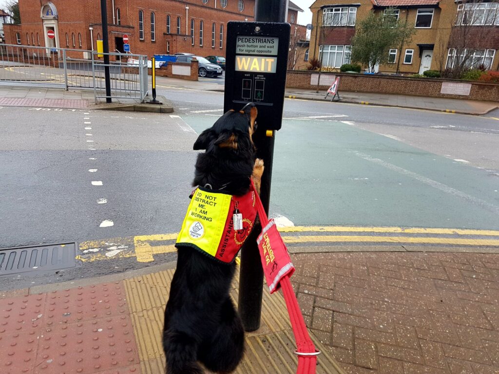 Assistance dog Ruby pressing a pedestrian crossing button.  