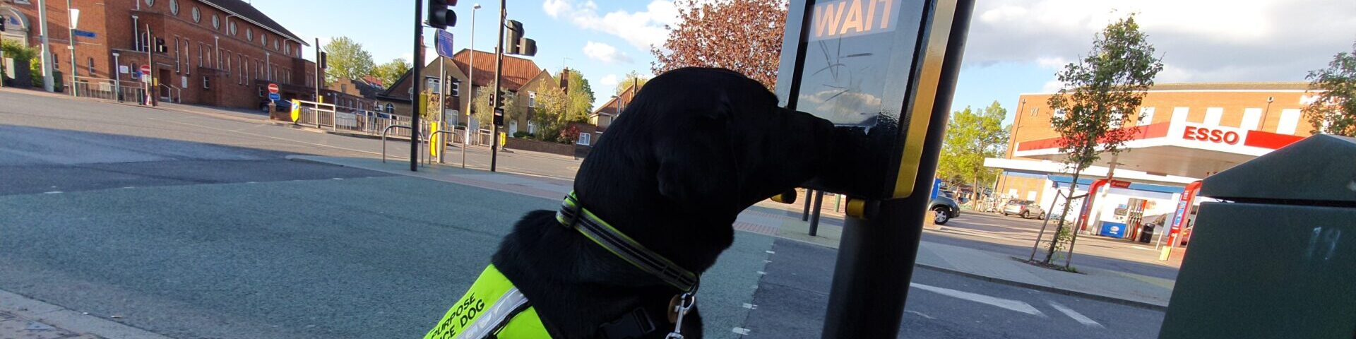 Assistance dog Rowley pressing a button on a pedestrian crossing.