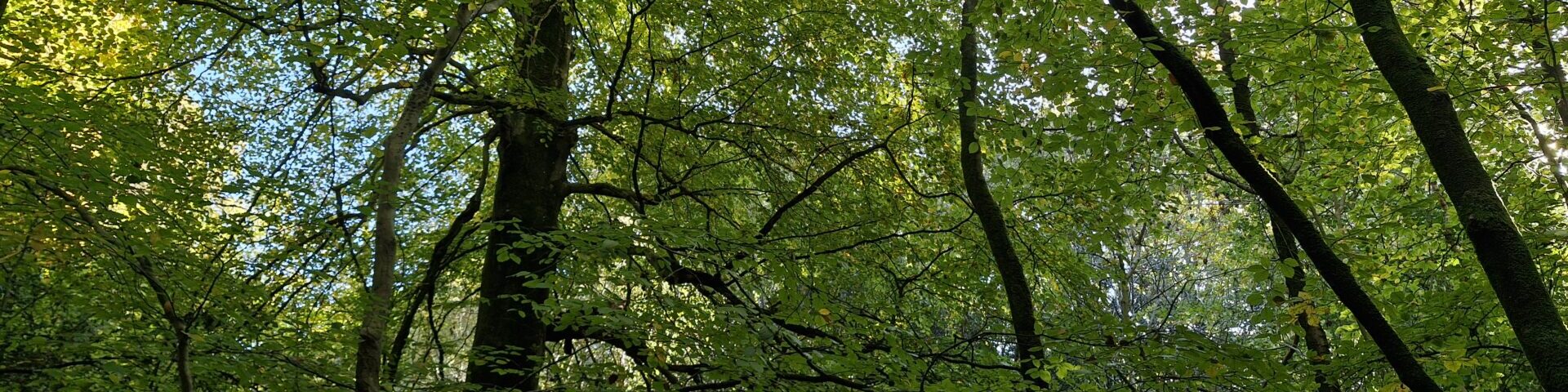 Tree tops in a forest